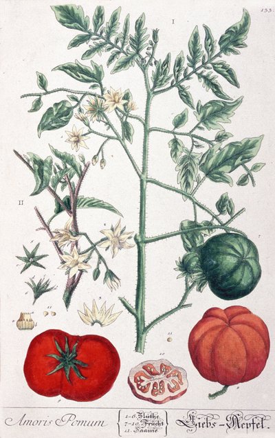 Der goldene Apfel (Tomate) von Elizabeth Blackwell